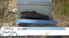 Oncorhynchus clarkii