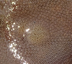 Corambe