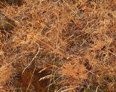 Lomatium triternatum brevifolium