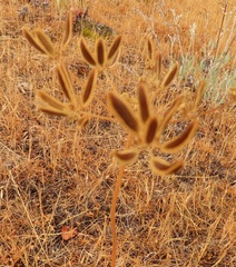 Lomatium triternatum brevifolium