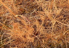 Lomatium triternatum brevifolium