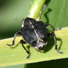 Mononychus vulpeculus