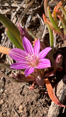 Lewisia pygmaea