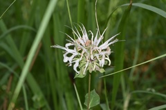 Monarda lindheimeri