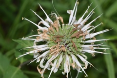 Monarda lindheimeri