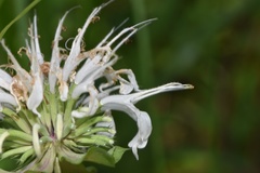 Monarda lindheimeri