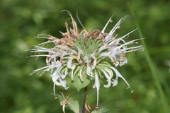 Monarda lindheimeri