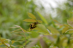Papilio machaon hippocrates