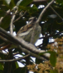 Myiodynastes maculatus