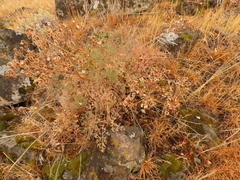 Lomatium papilioniferum