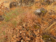 Lomatium papilioniferum
