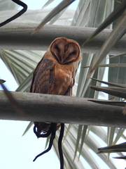Tyto alba hellmayri