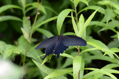 Papilio demetrius