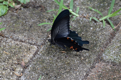 Papilio demetrius