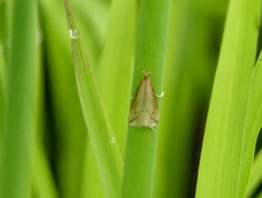 Donacaula longirostrallus