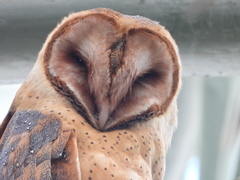 Tyto alba hellmayri