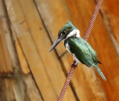 Chloroceryle amazona
