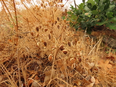 Lomatium papilioniferum