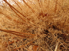 Lomatium papilioniferum