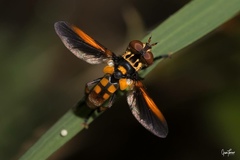 Trichopoda subalipes