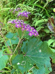 Pericallis malvifolia