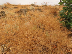 Lomatium papilioniferum