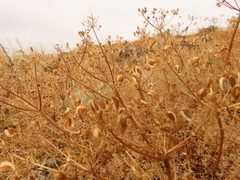 Lomatium papilioniferum