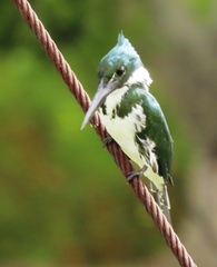 Chloroceryle amazona
