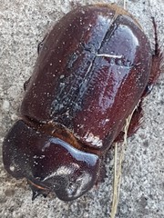 Heterogomphus bourcieri