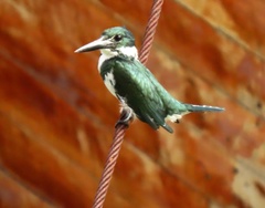 Chloroceryle amazona