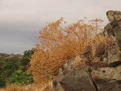 Lomatium papilioniferum