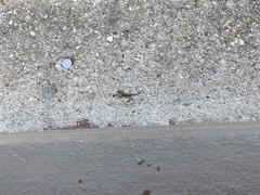 Hemidactylus turcicus