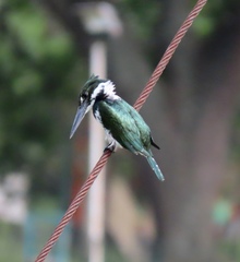 Chloroceryle amazona