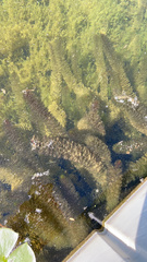 Ceratophyllaceae