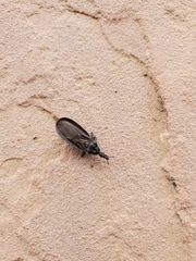 Triatoma protracta