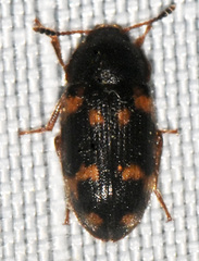 Mycetophagus obsoletus