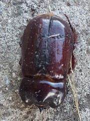 Heterogomphus bourcieri