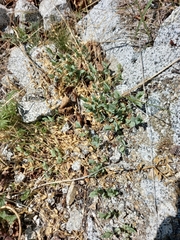 Stellaria ruscifolia
