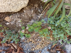 Micranthes porsildiana