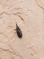 Triatoma protracta
