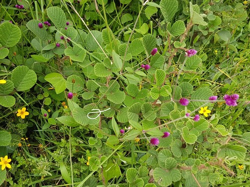 Alternanthera porrigens