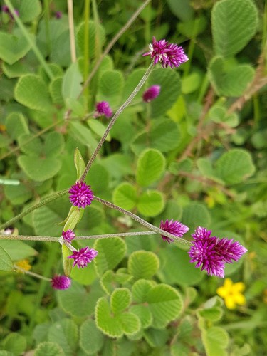 Alternanthera porrigens (Alternanthera porrigens)
