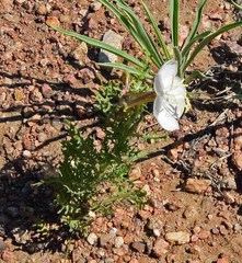 Oenothera coronopifolia