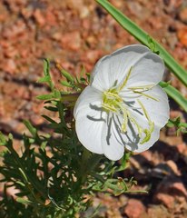 Oenothera coronopifolia
