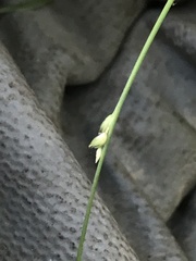 Setaria criniformis
