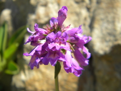 Penstemon procerus tolmiei