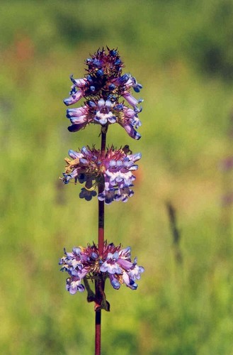Penstemon procerus var. procerus