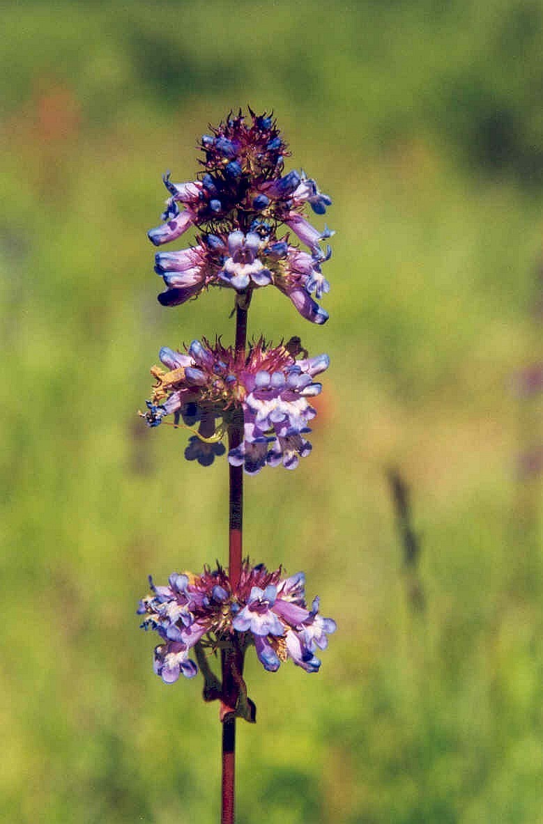Penstemon procerus var. procerus