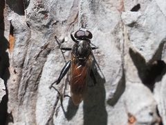 Chalcosyrphus piger
