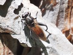 Chalcosyrphus piger